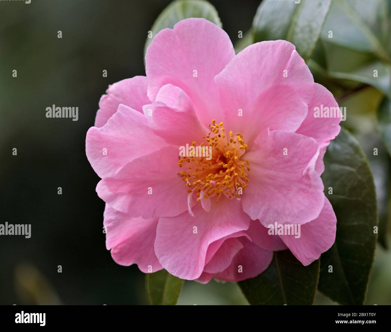 Camellia Tiptoe Stockfoto