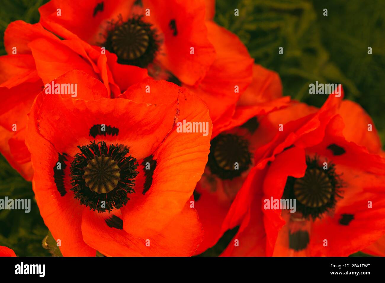 Wunderschön lebendige riesige Mohn Blumen wachsen zusammen. Stockfoto