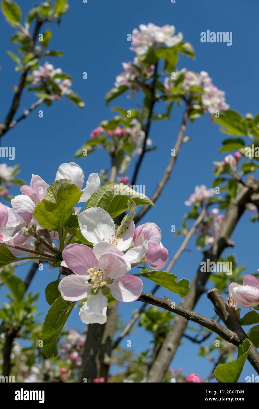 Nahaufnahme von rosa Blüten auf Charles Ross Apfelbaum im Frühjahr gegen hellblauen Himmel England Großbritannien Großbritannien GB Großbritannien Stockfoto