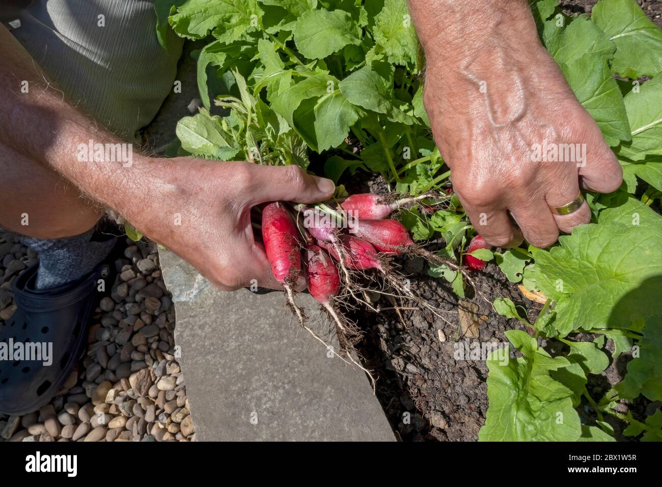 Nahaufnahme eines Menschen, der im Sommer frische Rettich-Radieschen Gemüse-Pflanzen im Zuteilungsgarten pflückt England Vereinigtes Königreich GB Großbritannien Stockfoto