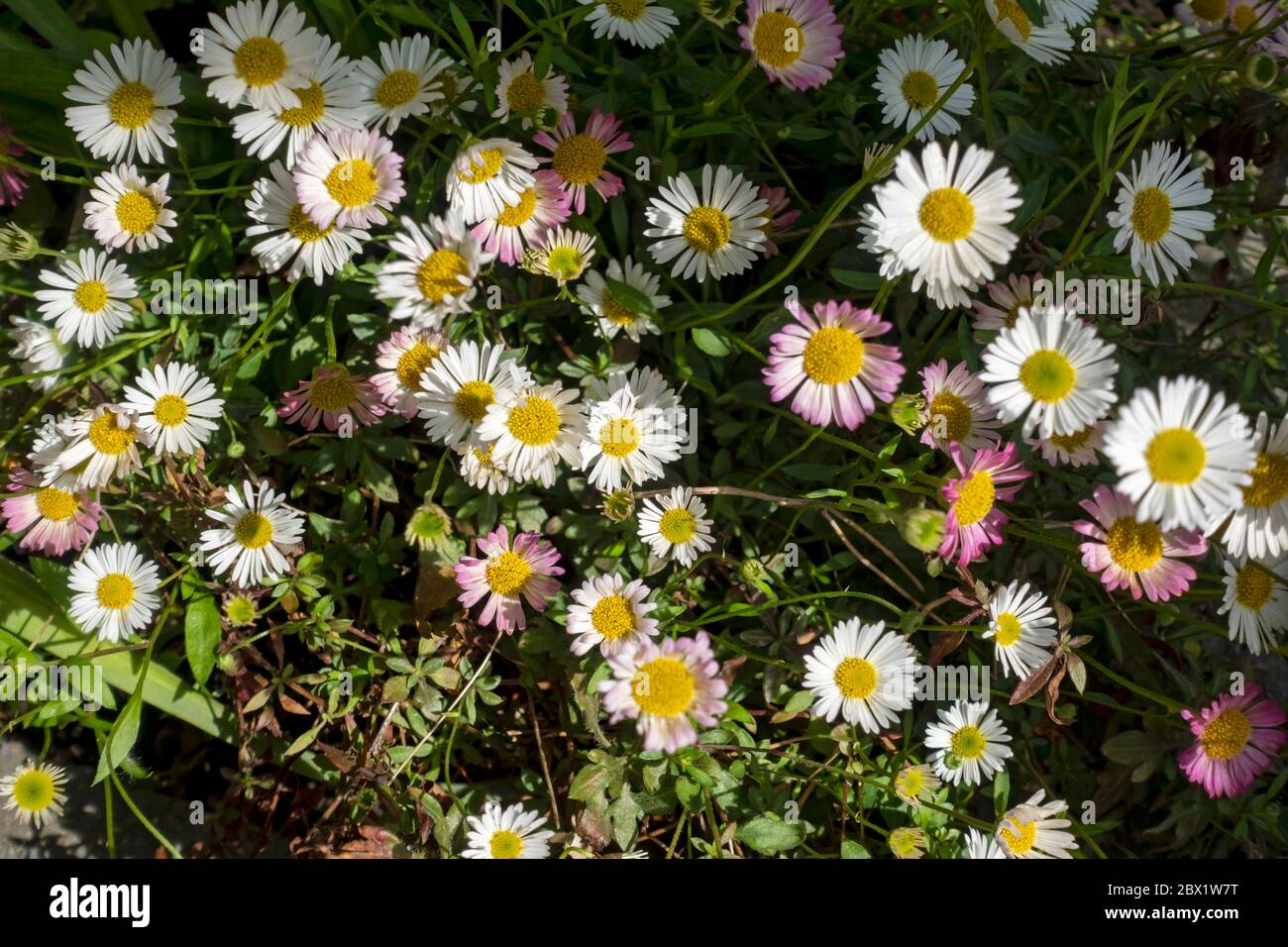 Nahaufnahme von erigeron karvinskianus Asteraceae Gänseblümchenähnliche Blumen von oben, die im Sommer im Garten wachsen England Vereinigtes Königreich GB Großbritannien Stockfoto