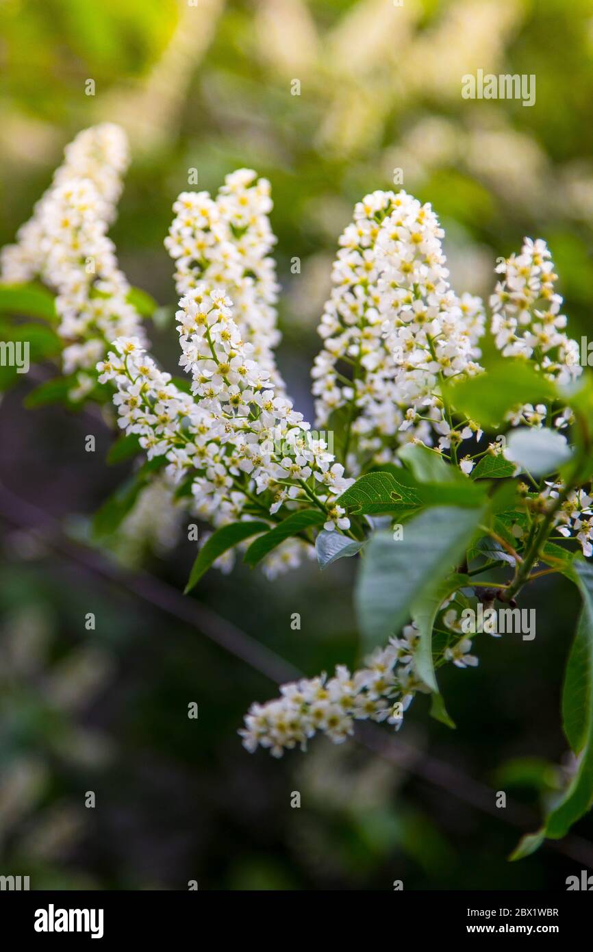 Blühender Obstbaum mit duftenden weißen Blüten mit großen Blütenblättern Stockfoto