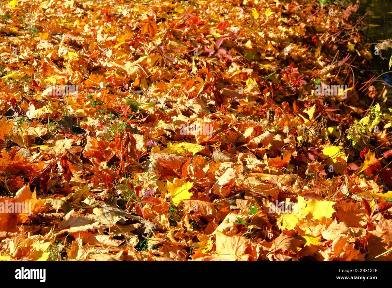 Herbstblätter auf dem Boden. Ahorn, rot, gelbes Laub. Im Freien. Blätter auf der Sonne im Park. Hintergrund Gruppe Fall orange Blätter. Stockfoto