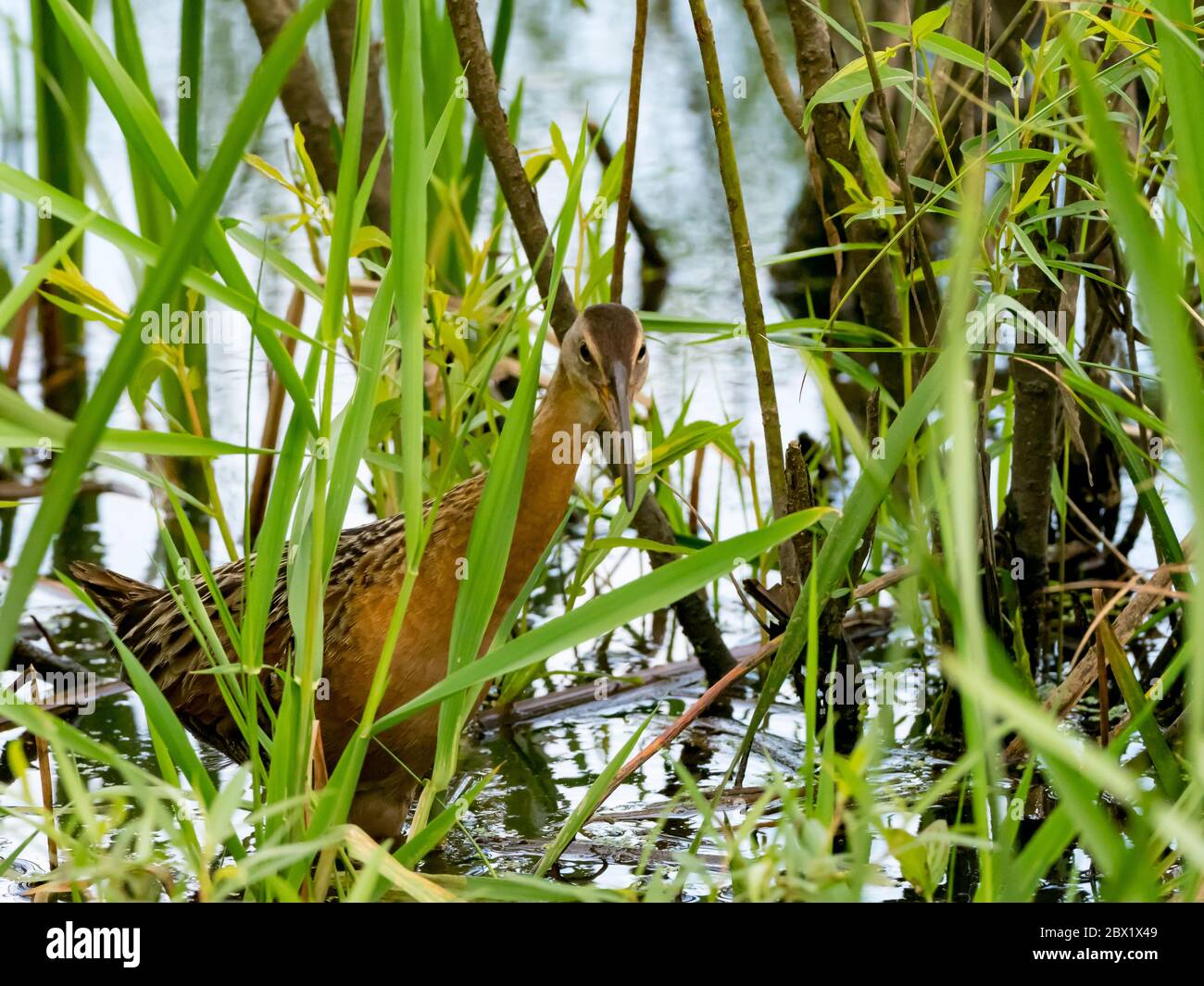 King Rail, Rallye elegans, eine Zuggleise in Sümpfen und Feuchtgebieten Nordamerikas gefunden Stockfoto