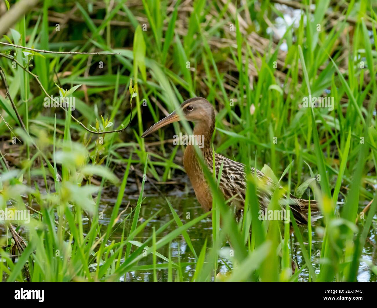 King Rail, Rallye elegans, eine Zuggleise in Sümpfen und Feuchtgebieten Nordamerikas gefunden Stockfoto