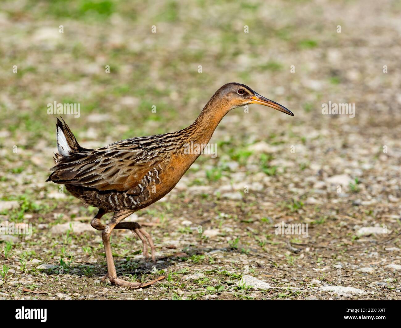 King Rail, Rallye elegans, eine Zuggleise in Sümpfen und Feuchtgebieten Nordamerikas gefunden Stockfoto