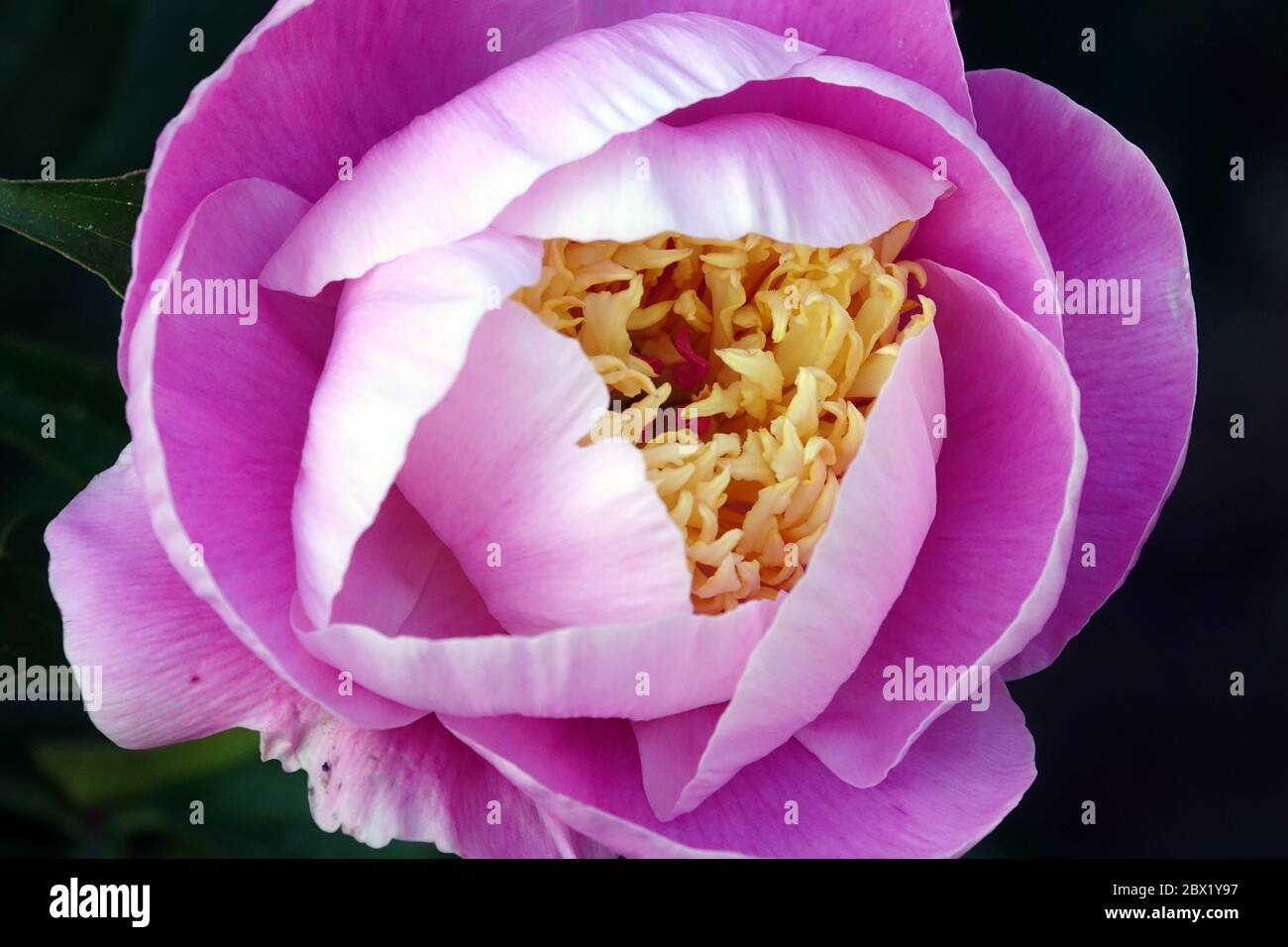 Pfingstrose Glanz der Lichtblume Stockfoto