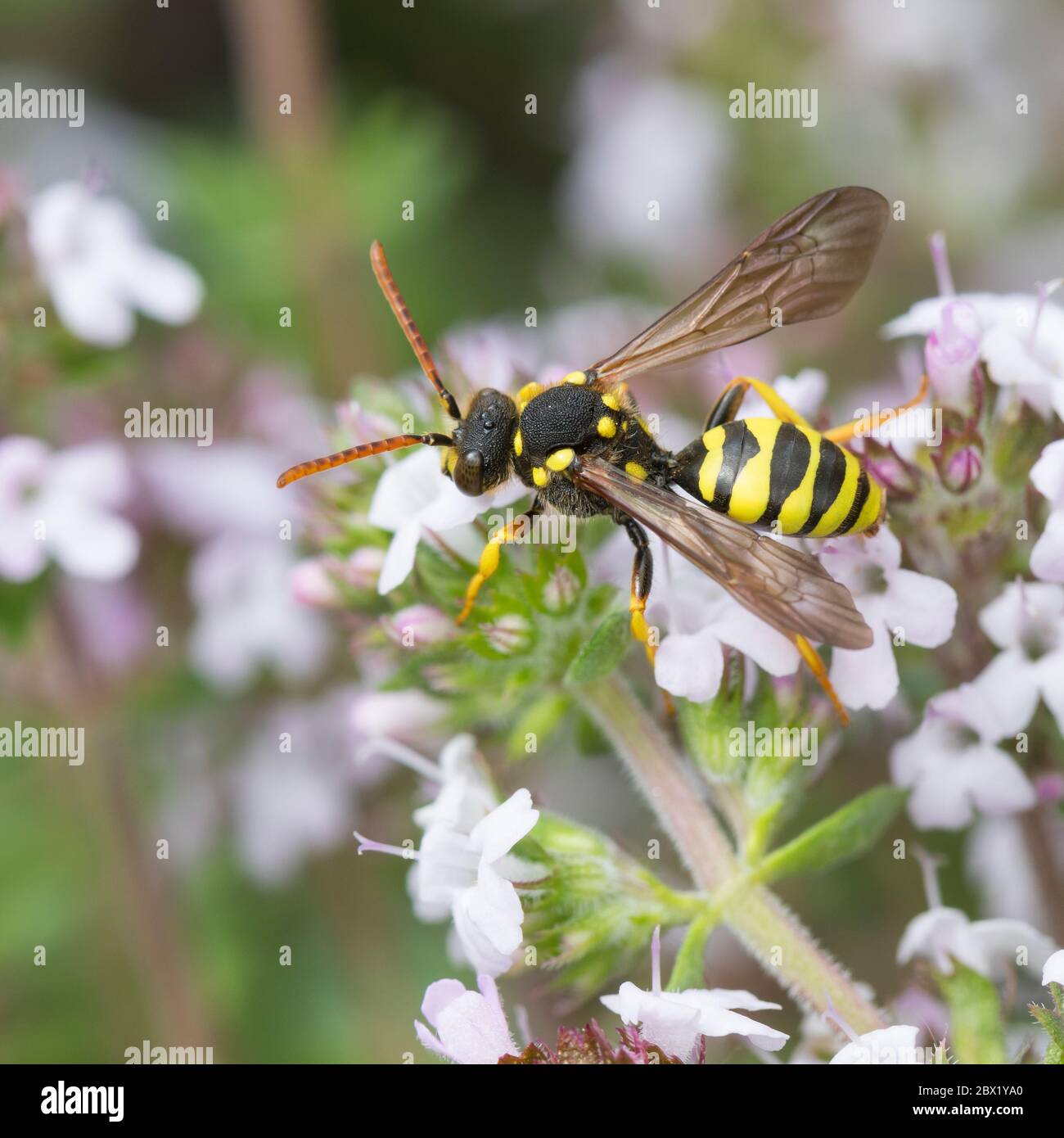 Gegürtete Wespenbiene, Wespenbiene, Kuckucksbiene, Wespen-Biene, Kuckucks-Biene, Weibchen, Nomada succincta, Nomada fulvicornis, Gelbeinige Nomad-B. Stockfoto