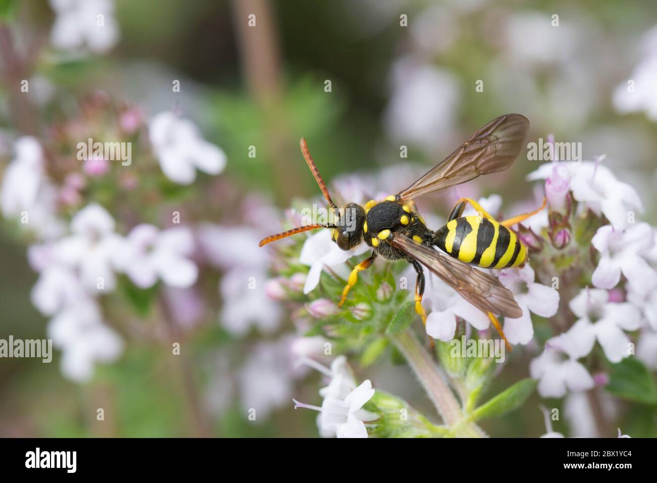 Gegürtete Wespenbiene, Wespenbiene, Kuckucksbiene, Wespen-Biene, Kuckucks-Biene, Weibchen, Nomada succincta, Nomada fulvicornis, Gelbeinige Nomad-B. Stockfoto