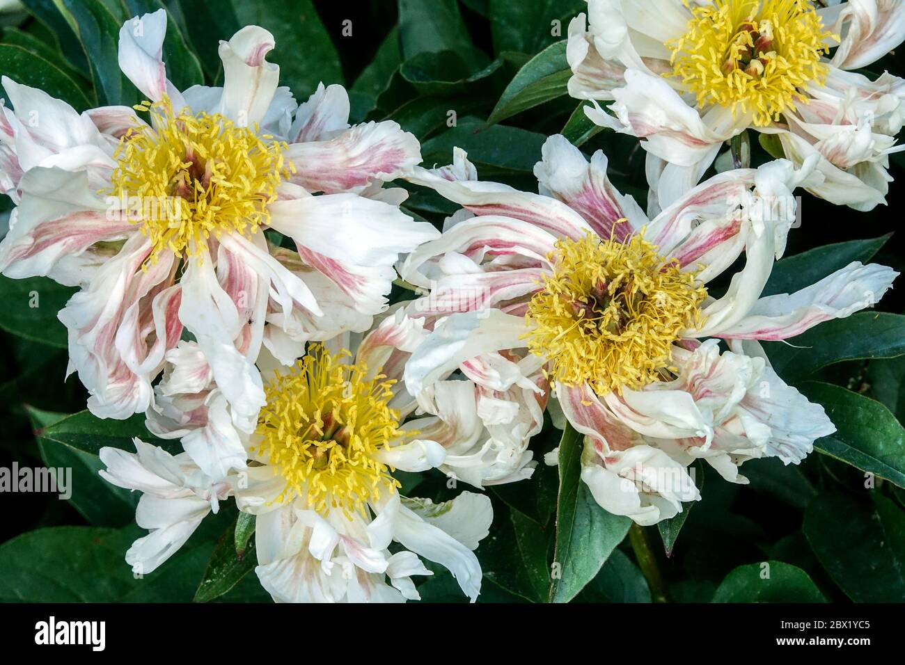 White Peony „Green Lotus“ Peonies Paeonia lactiflora Stockfoto