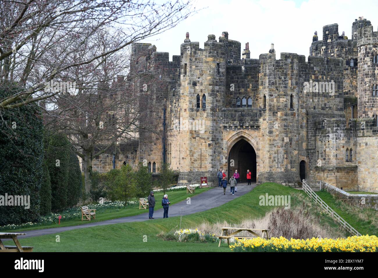 Alnwick Castle in Northumberland mit Narzissen in voller Blüte 02-4-19 Stockfoto