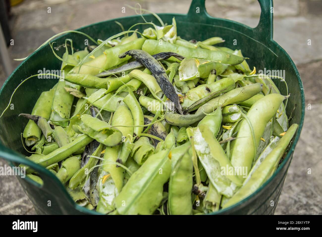 London, Großbritannien. Juni 2020. Ein Trug voller leerer, breiter Bohnen nach dem Schälen. David Rowe/Alamy Bild. Stockfoto