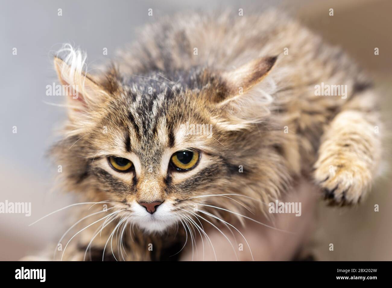 Flauschige Non-Breed Katze wird auf der Hand des Besitzers angehoben. Stockfoto