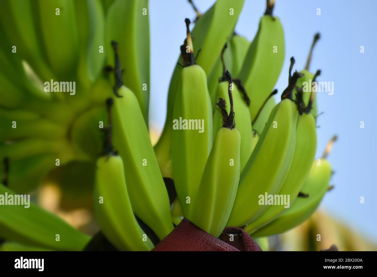 Rohes Bananenfrucht vor der Tür Stockfoto