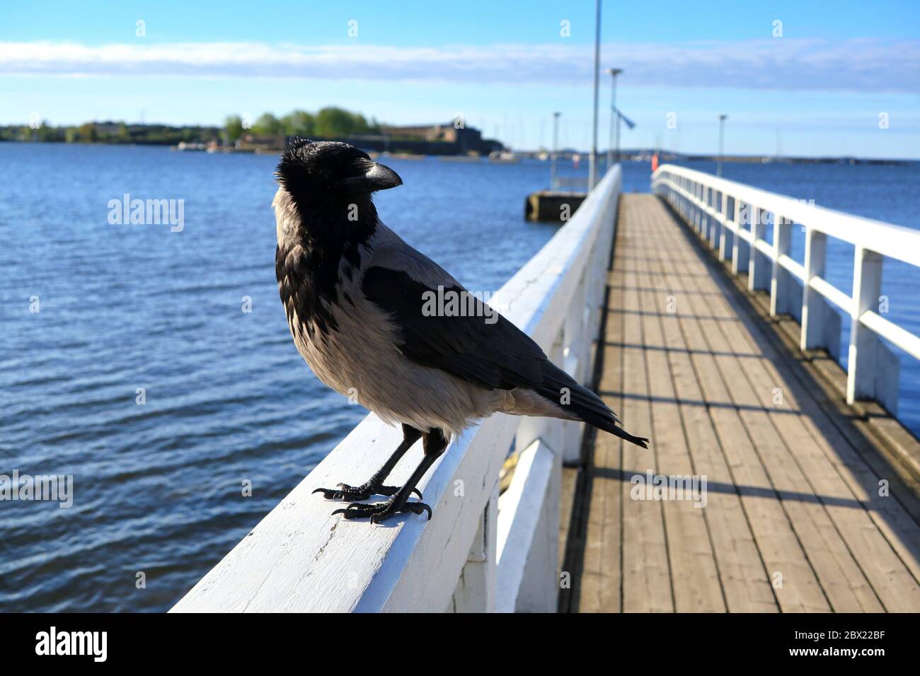 Hooded Crow, Corvus cornix, genießen Sie eine schöne Sommerbrise auf dem Holzgeländer des Strandpiers. Flacher freiheitsgrad, Fokus auf Vogel. Stockfoto