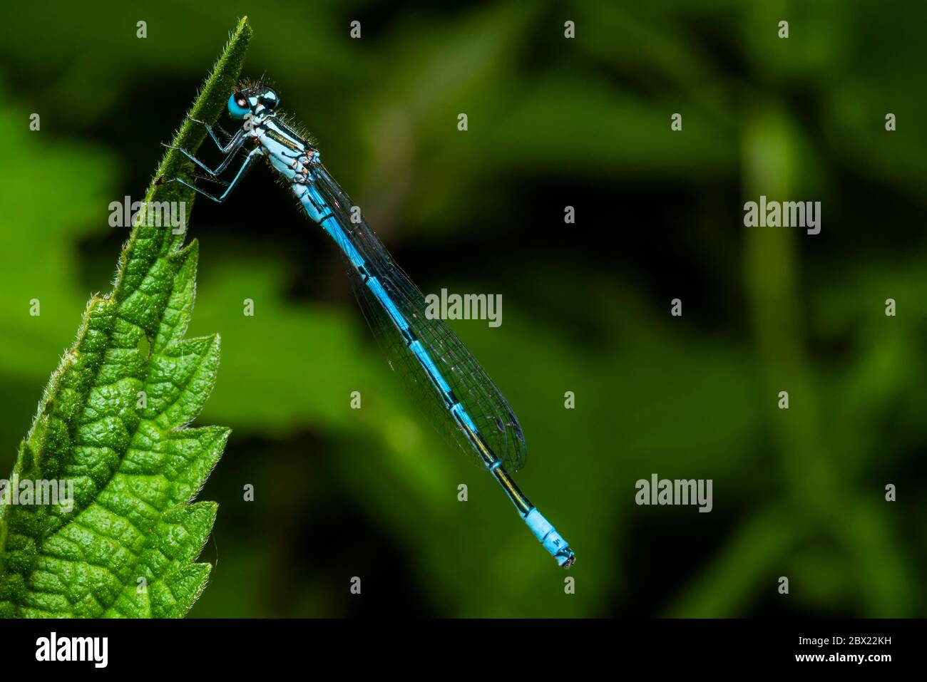 Eine rastende azurblaue Libelle, coenagrion mercuriale, eine Libelle, die auf einem Blatt sitzt Stockfoto