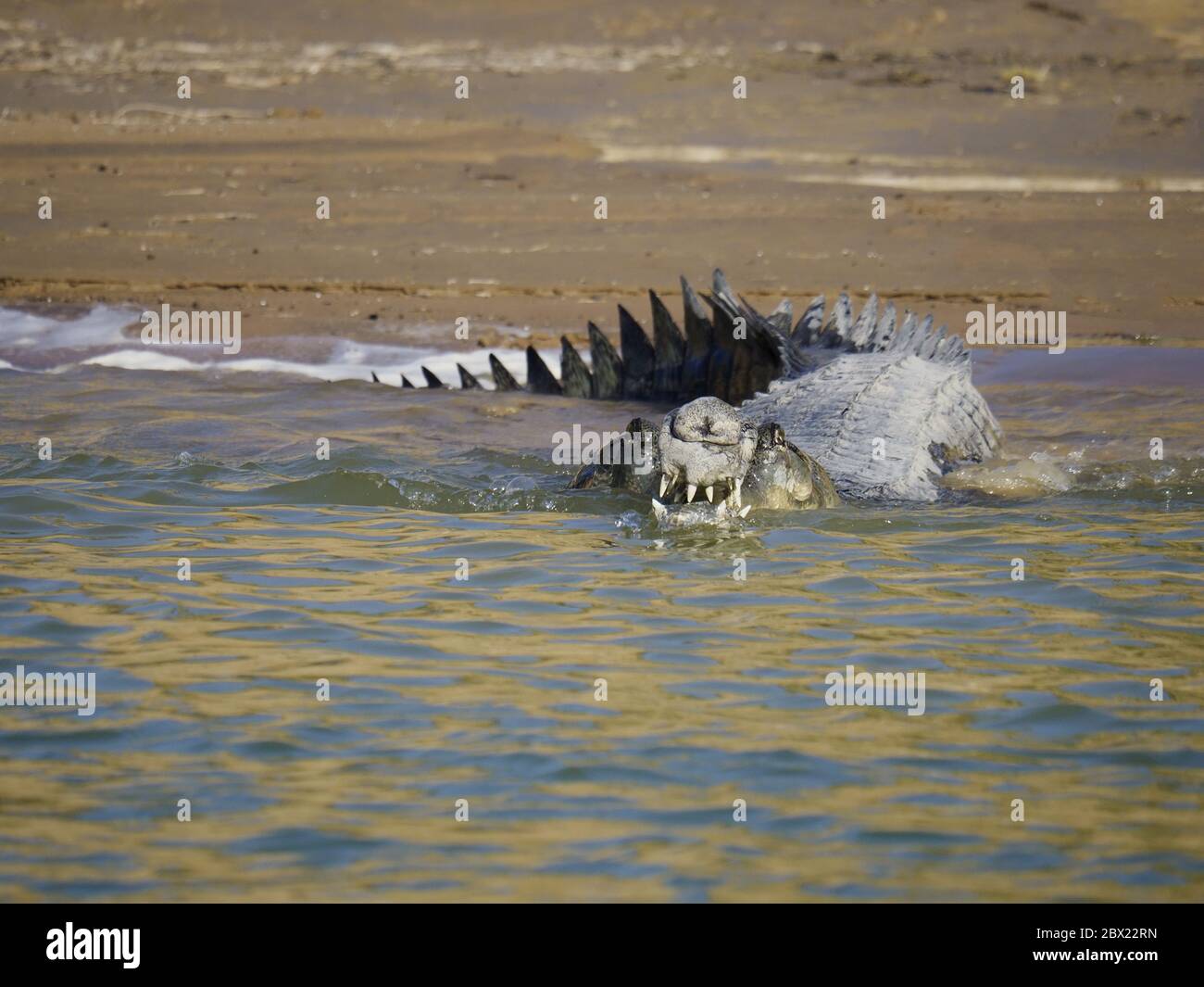 Gharial - Eintritt ins WasserGavialis gangeticus Rajasthan, Indien RE000287 Stockfoto