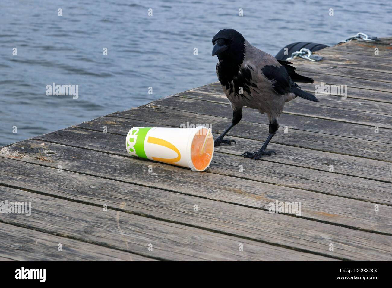 Die Kapuzenkrähe corvus cornix findet McDonalds Softdrinkbehälter mit Soda im Inneren auf einem Holzsteg weggeworfen, und der Vogel bewertet die Situation. Stockfoto
