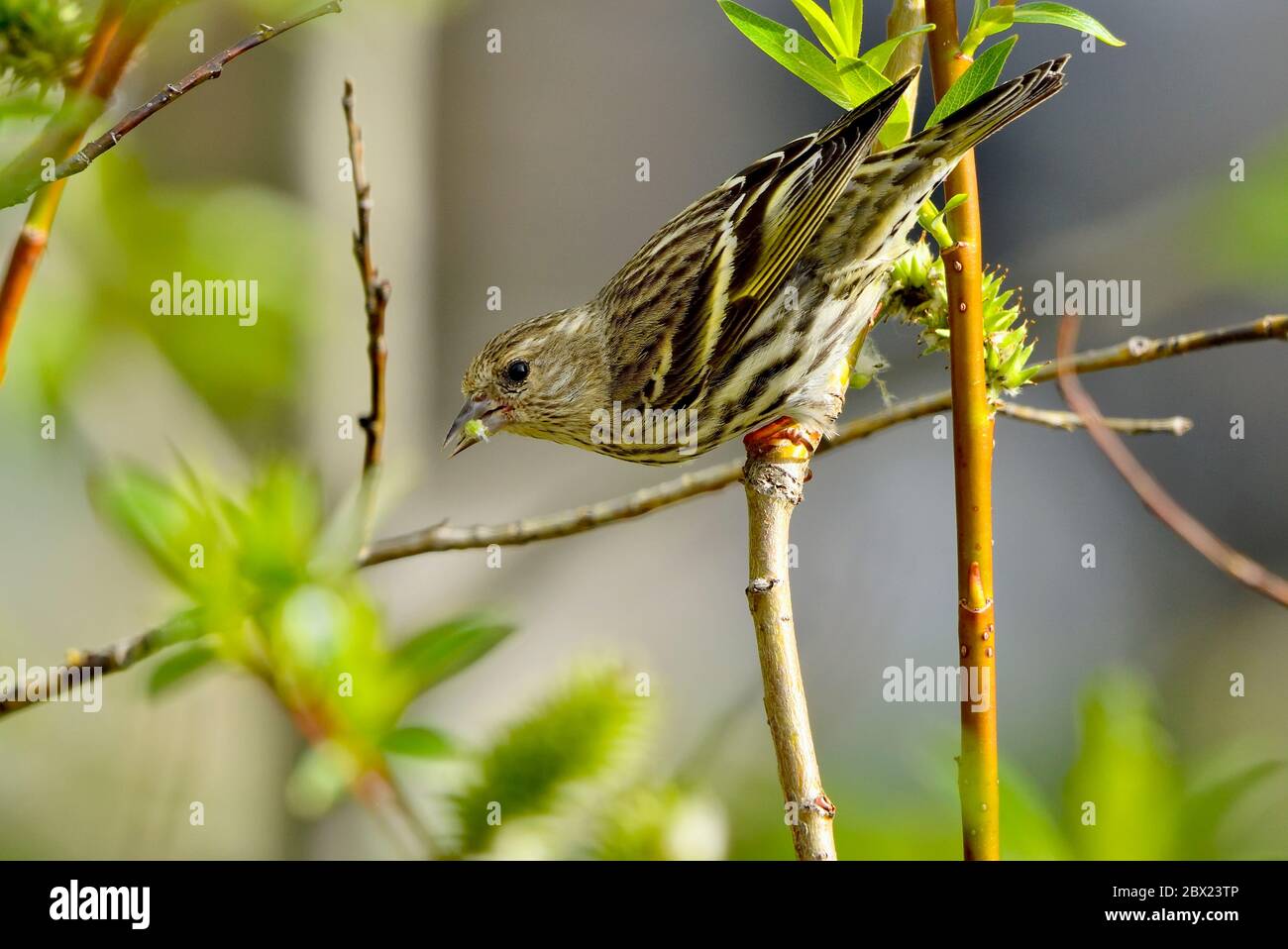 Eine Seitenansicht eines Pine Siskin 'Carduelis pinus', auf einem Weidenzweig in einem bewaldeten Lebensraum im ländlichen Alberta Kanada thront Stockfoto