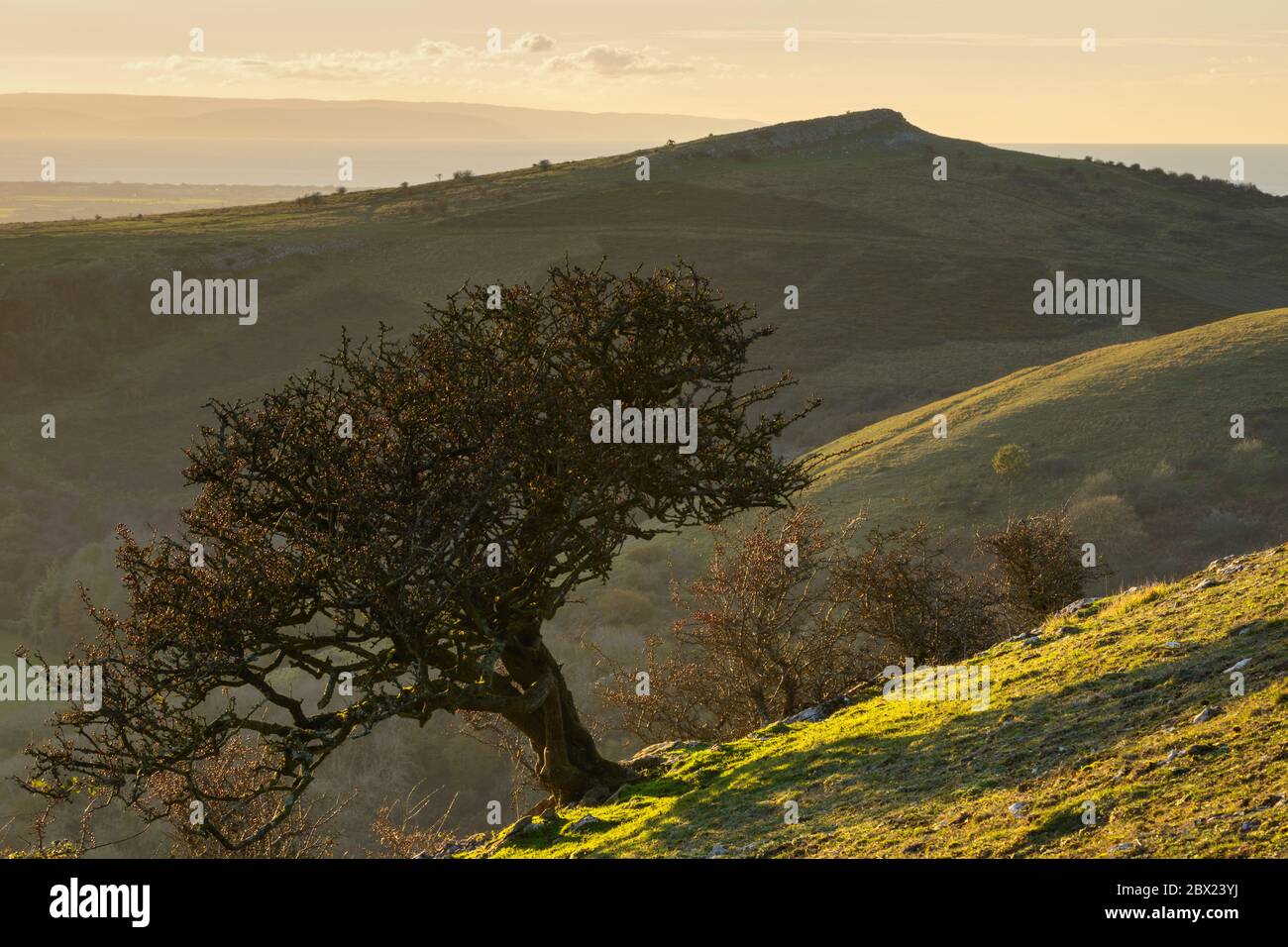 Ein verkümmter Weißdornbaum auf dem Schwankenden Down, Somerset, mit Blick auf den Crook Peak dahinter. Stockfoto