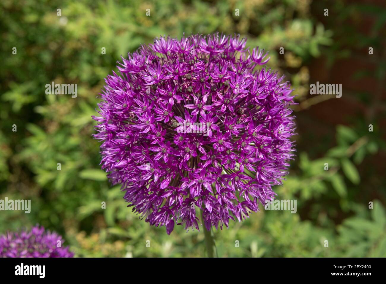 Allium hollandicum 'Purple Sensation' sphärolfarbene, gedrängte Dolde mit violetten Blüten im späten Frühjahr, Mai, Berkshire Stockfoto