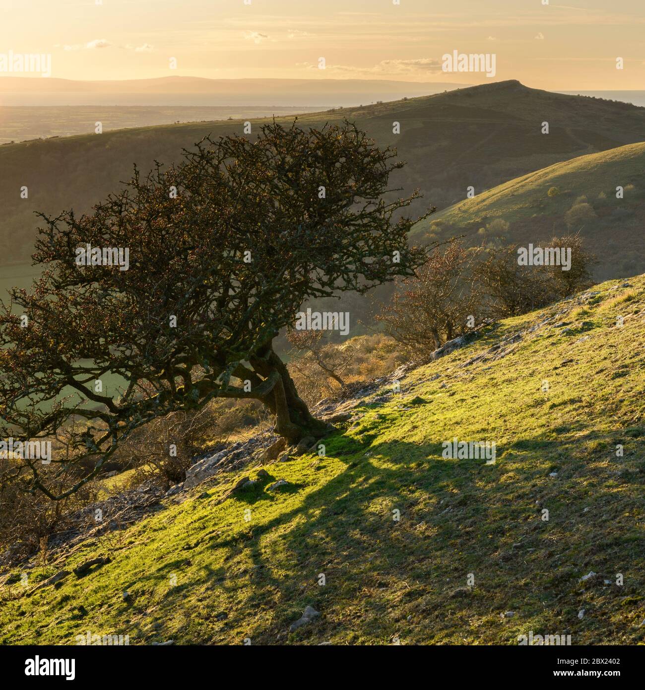 Ein einbeiner Weißdornbaum auf Schwankende Down, Somerset, mit Blick auf Crook Peak im Hintergrund. Stockfoto