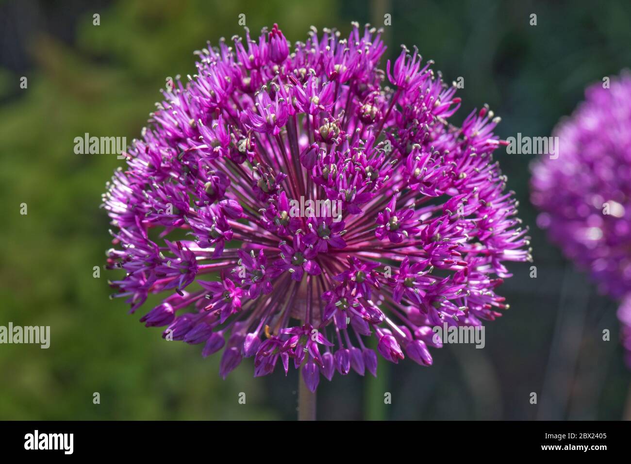 Allium hollandicum 'Purple Sensation' sphärolfarbene, gedrängte Dolde mit violetten Blüten im späten Frühjahr, Mai, Berkshire Stockfoto