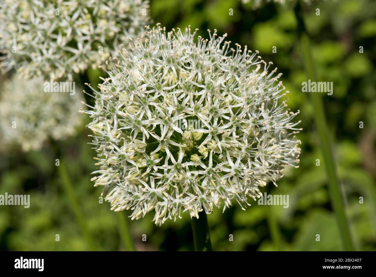 Allium stipitatum 'Mount Everest' kugelförmig weiß gedrängte Dolde von kleinen Blumen im späten Frühjahr, Mai, Berkshire Stockfoto