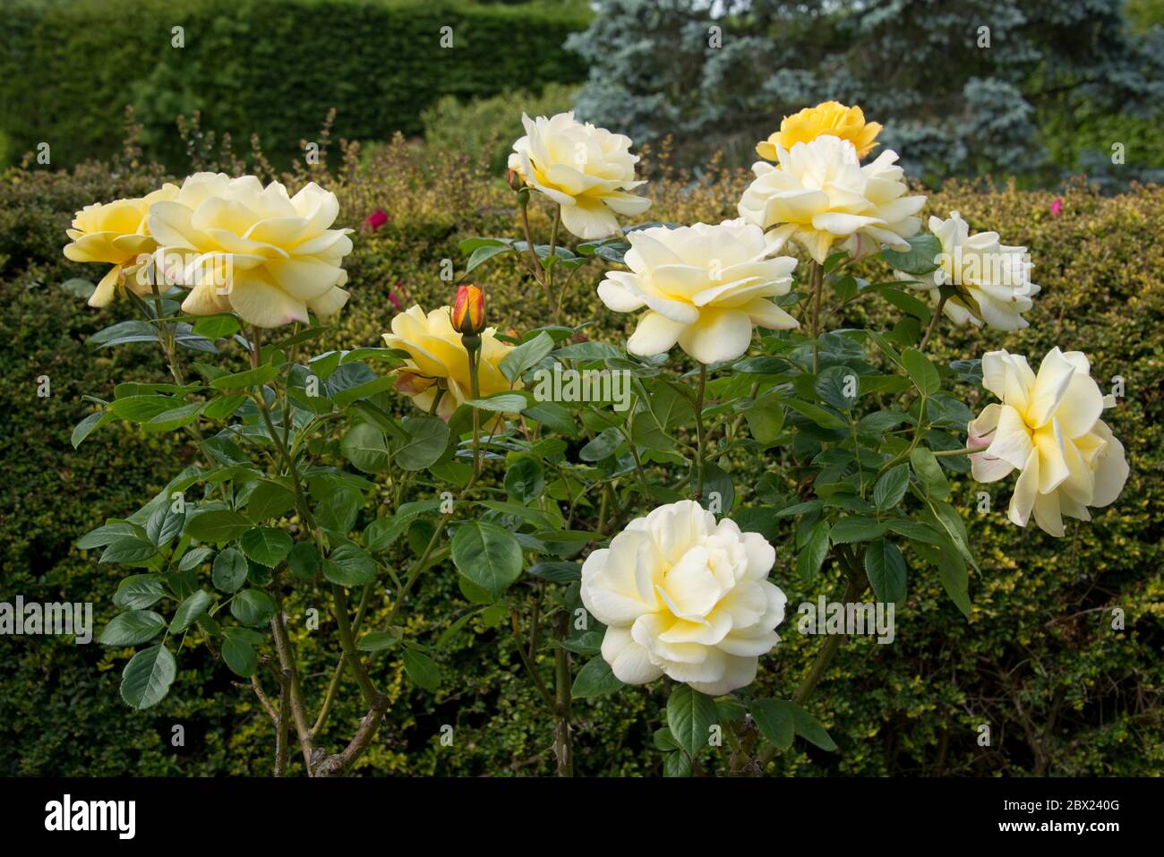 Eine duftende gelbe Standardrose, Rosa 'Arthur Bell', junge Blüten, die sich leuchtend gelb öffnen und im Alter zu hellgelb werden, Berkshire, Mai Stockfoto