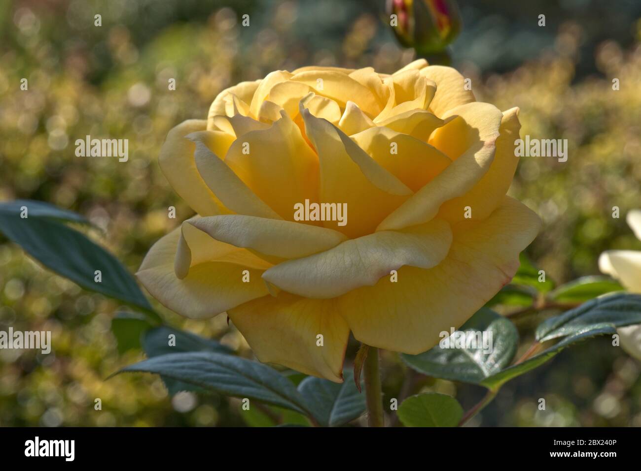 Eine einzige voll geöffnete, aber leuchtend gelbe duftende Blüte von Rosa 'Arthur Bell' auf einer Standardrose, Berkshire, Mai Stockfoto