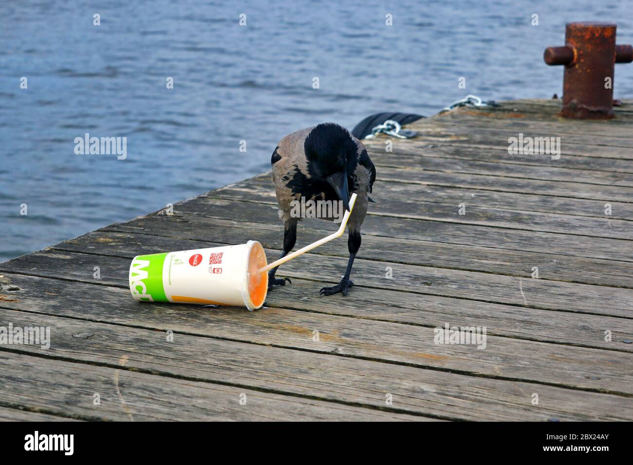 Kapuzenkrähe, corvus cornix, zieht das Plastikstroh von McDonalds Softdrink-Behälter heraus, um das gelbe Soda-Getränk innen zu erhalten. Stockfoto
