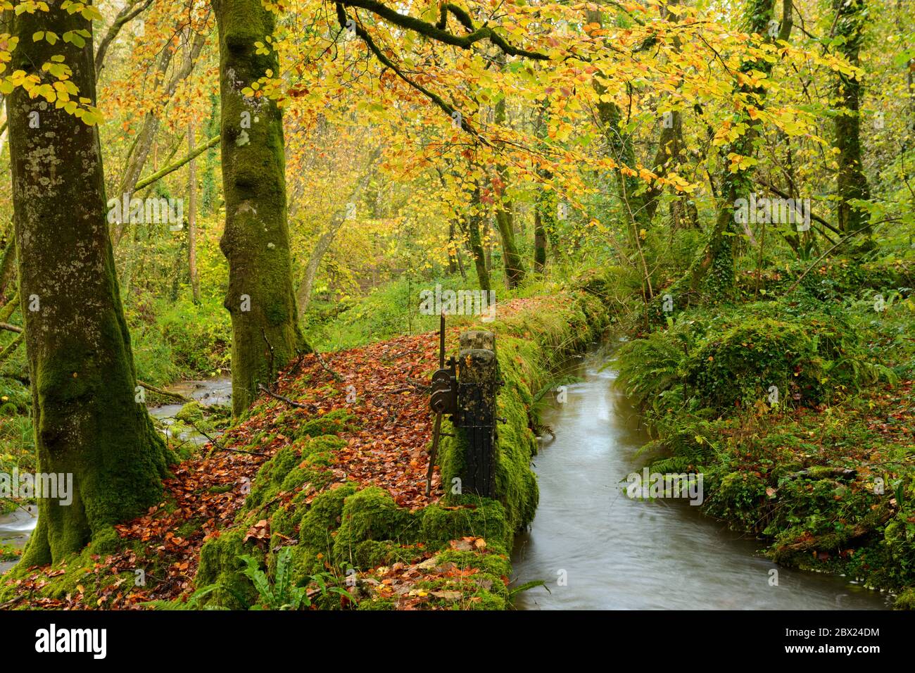 Ein Bach, der durch das Harridge Woods Nature Reserve in der Nähe von Oakhill, Somerset fließt. Stockfoto