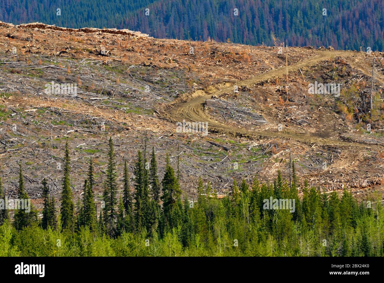 Ein Bergrücken im Wald, wo die Bäume geerntet wurden, um die Ausbreitung des Käfer in den Wäldern von Alberta Kanada zu verhindern. Stockfoto