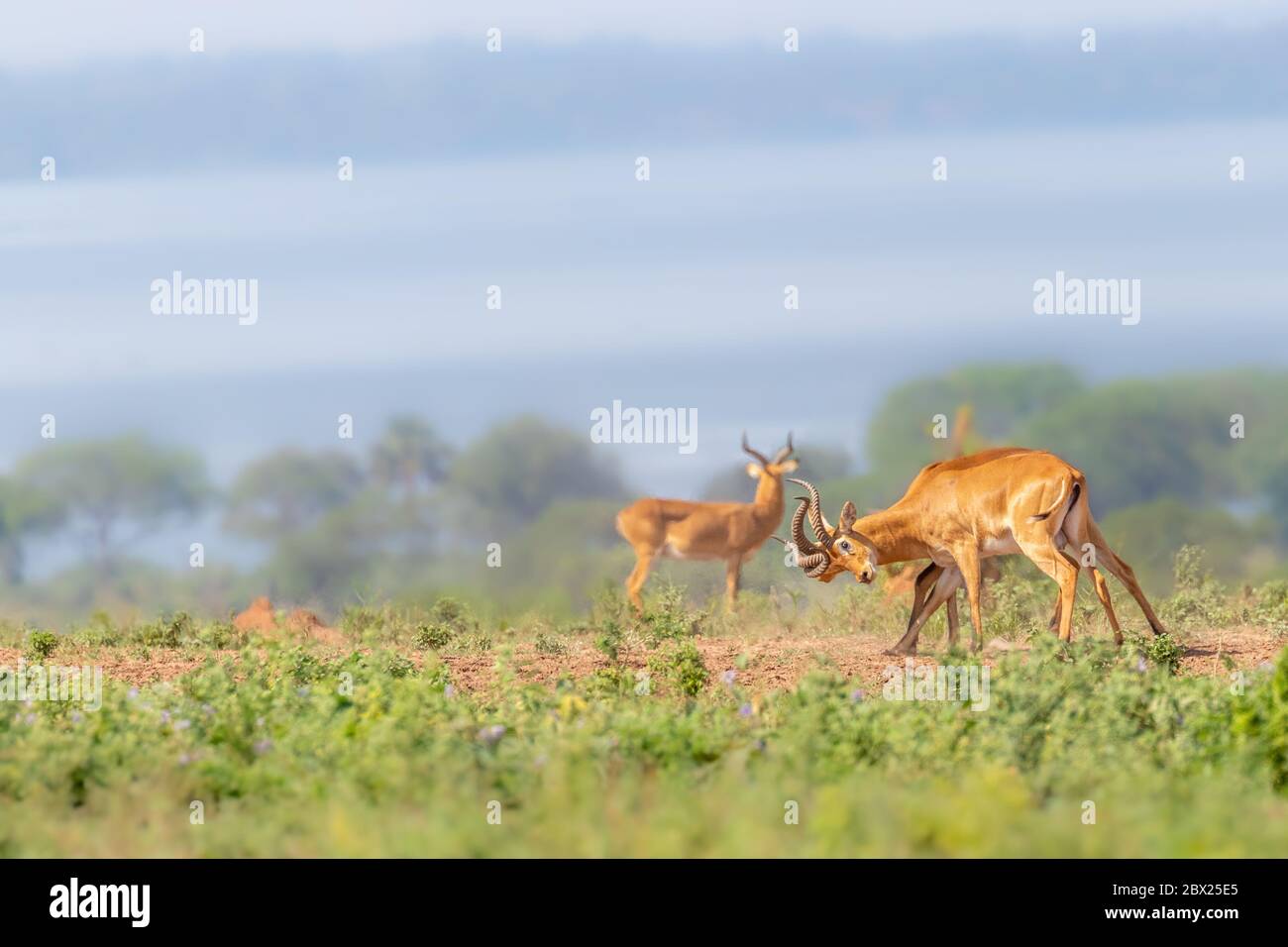 Zwei männliche ugandische Kob (Kobus kob thomasi) kämpfen, Murchison Falls National Park, Uganda. Stockfoto