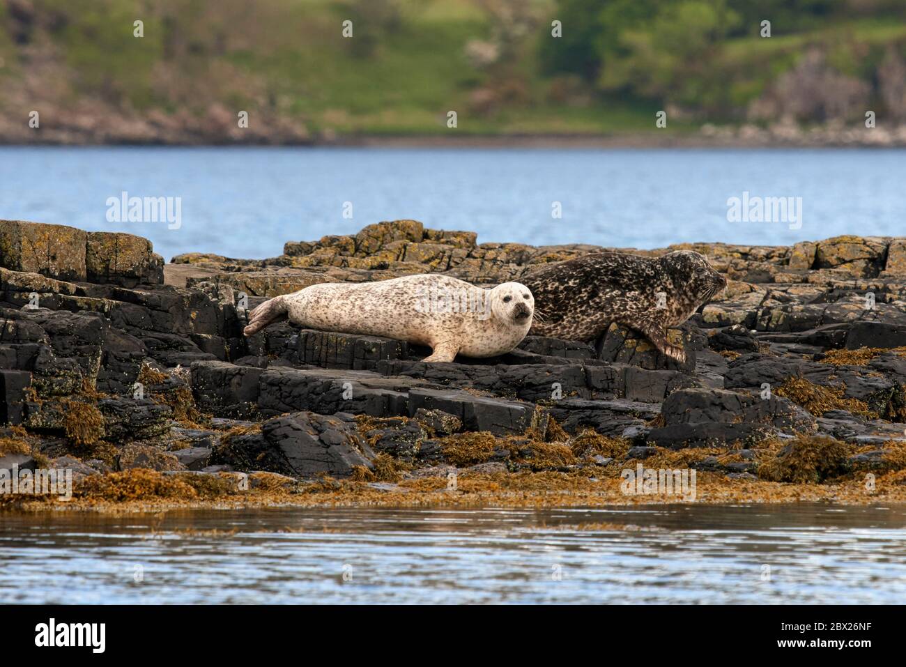 Graudichtung (Halichoerus grypus) Großbritannien Stockfoto