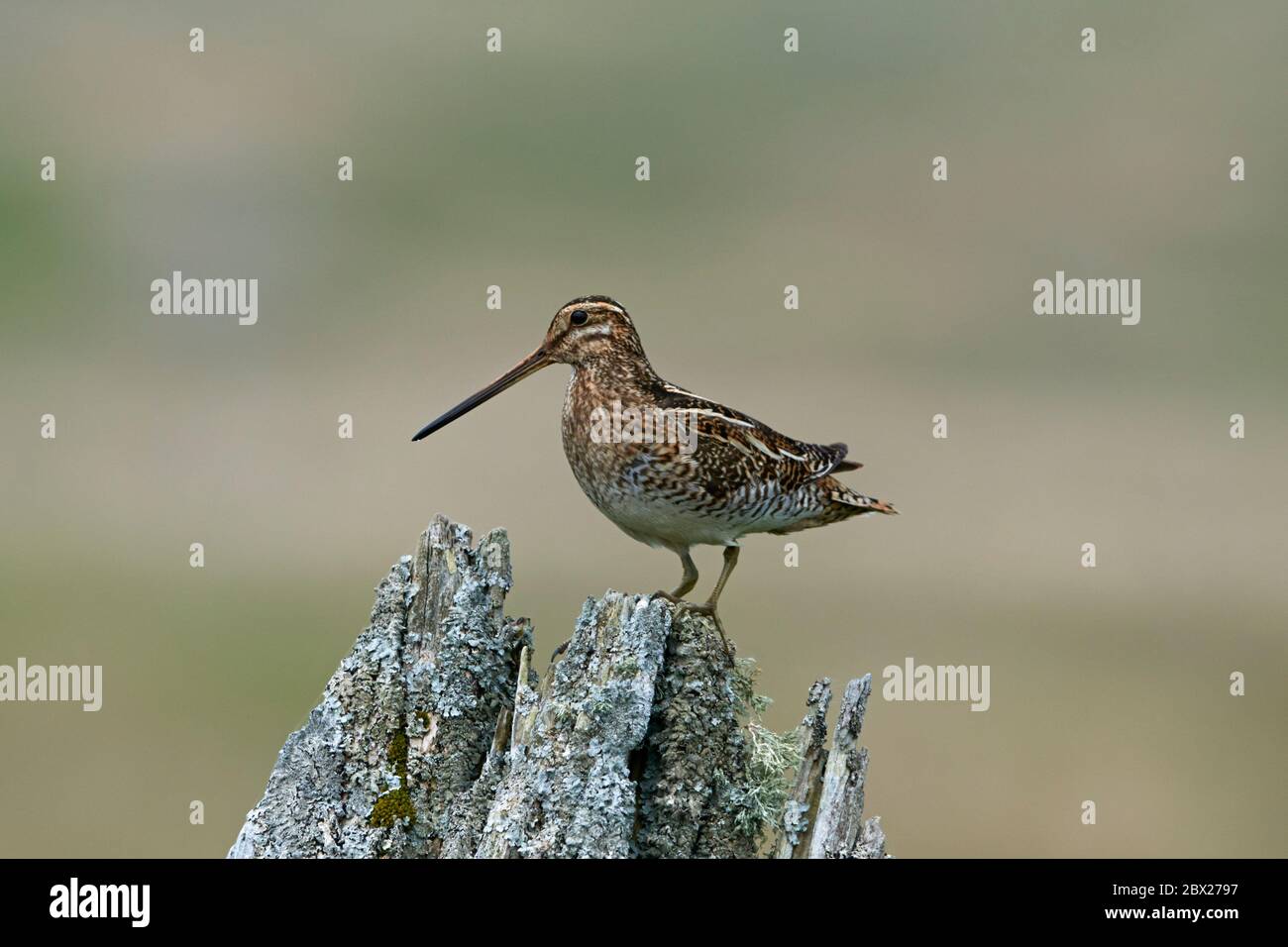 Common Snipe (Gallinago gallinago) UK Stockfoto