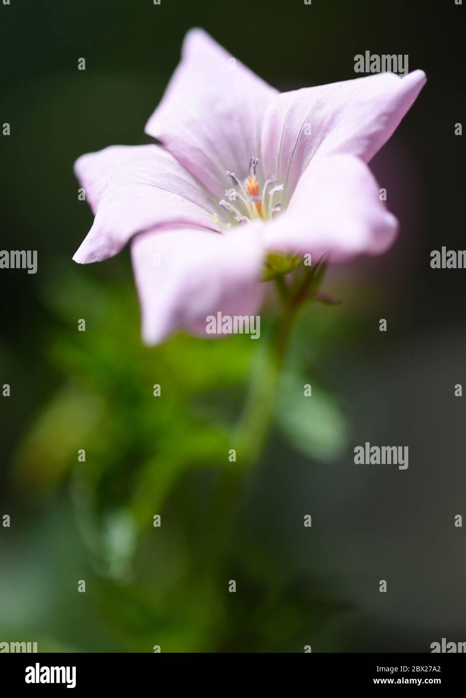 Wilder Geranium Lilac / Lila Stockfoto