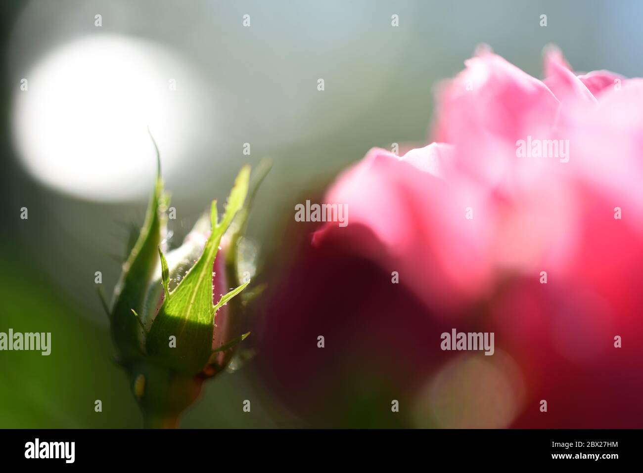 Rose Knospe Makro gegen Rose Blume Kopf Stockfoto