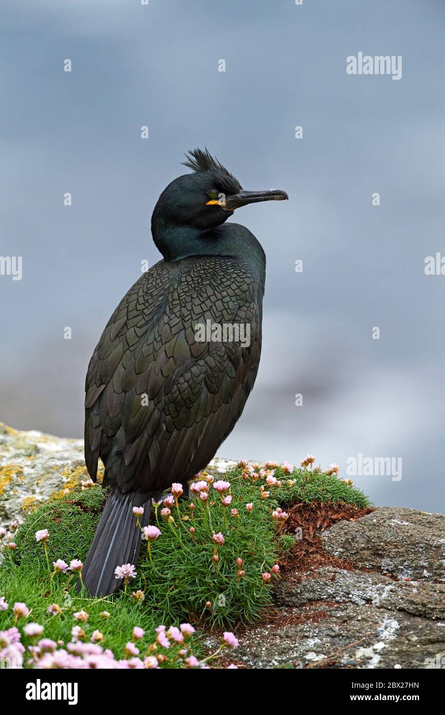 Europäischer Shag (Phalacrocorax aristotelis) Großbritannien Stockfoto