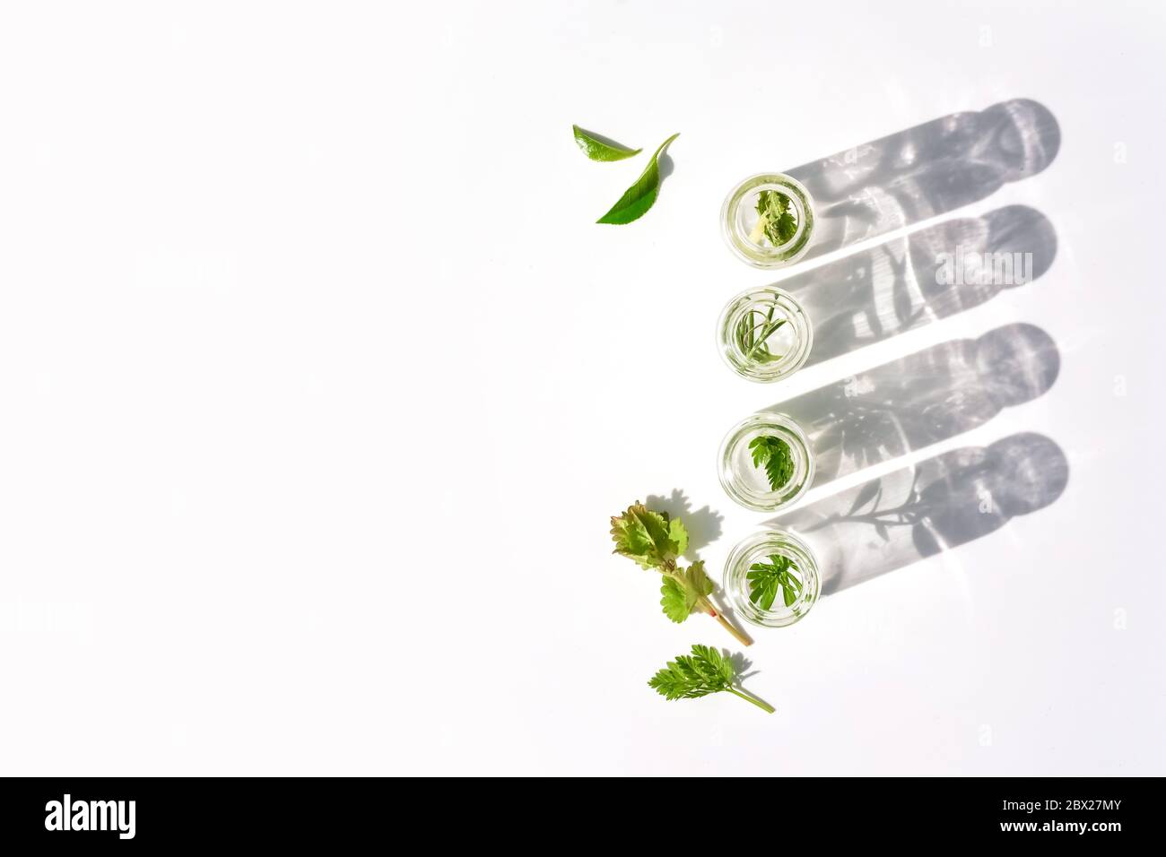 Medizinische Kräuter und Pflanzen in Laborglasflaschen auf weißem Hintergrund Stockfoto