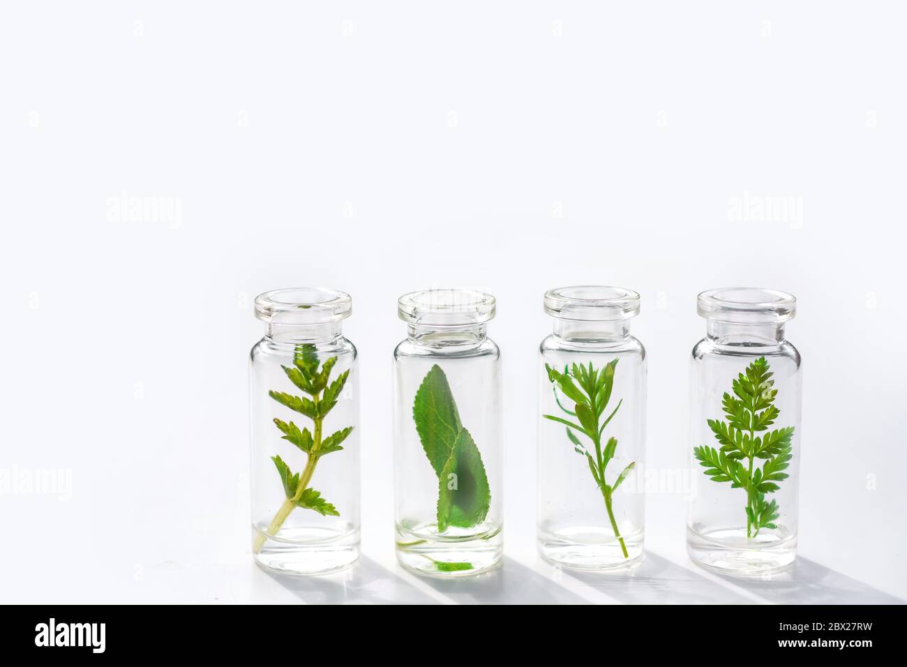 Medizinische Kräuter und Pflanzen in Laborglasflaschen auf weißem Hintergrund Stockfoto