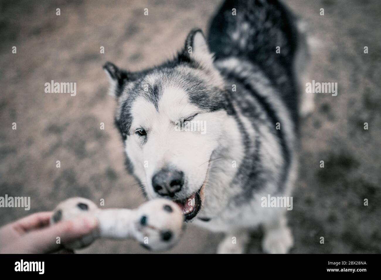 Nahaufnahme eines Alaskan Malamute Hundefisches - ein Mann spielt mit einem Hund - ein Hafenteam - Zynologie und Training Stockfoto