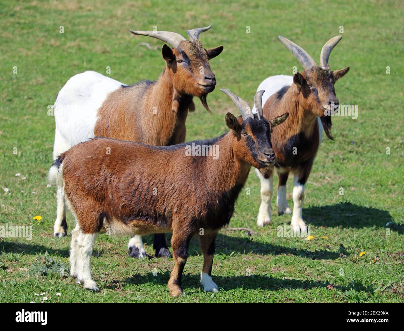 Drei braune weiße Ziegen auf der Wiese schauen zur Seite Stockfoto