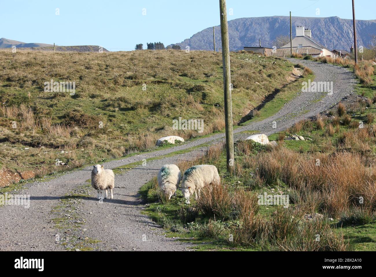 Schafzucht in Wales, Vereinigtes Königreich Stockfoto