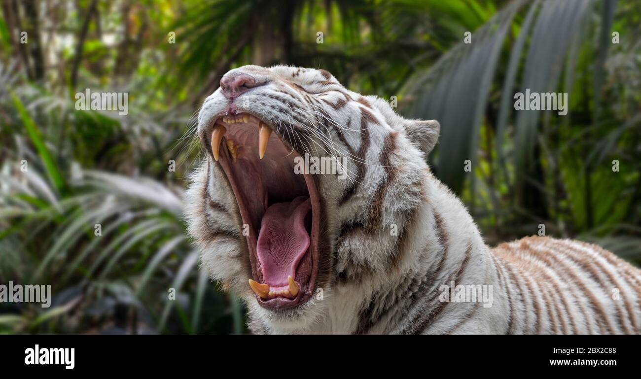 Nahaufnahme der knurrenden weißen Tiger / gebleichten Tiger (Panthera tigris) Pigmentvariante des bengalischen Tigers, mit großen Eckzähnen und Zunge Stockfoto