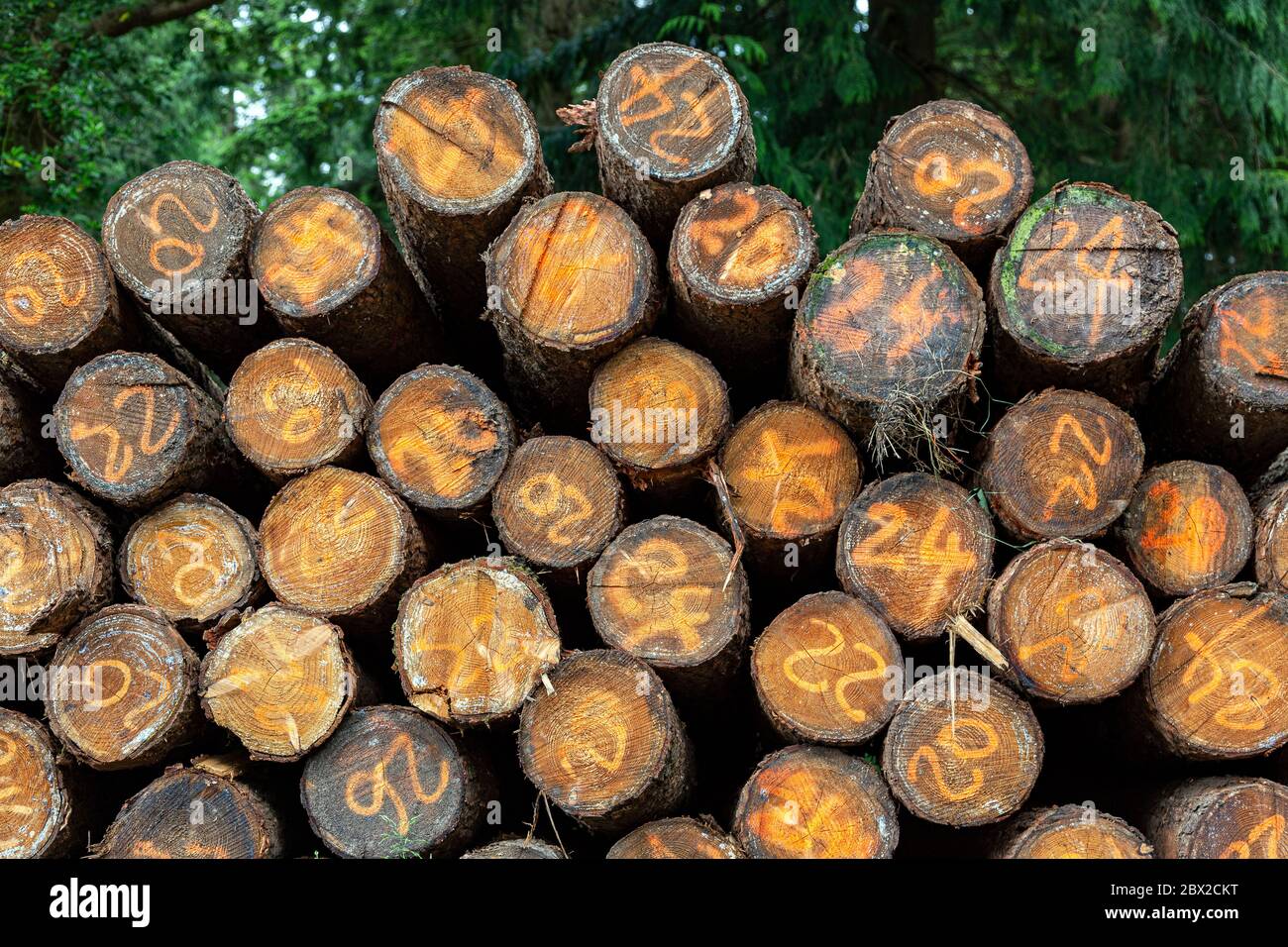 Wald, Schweden, Holzindustrie, Schneiden, Waldland, Arbeiten, Herbst, Maschinen, Holz, Dämmerung, Umwelt, Nebel, Heap, Horizontal, Landschaft - Landschaft, Stockfoto