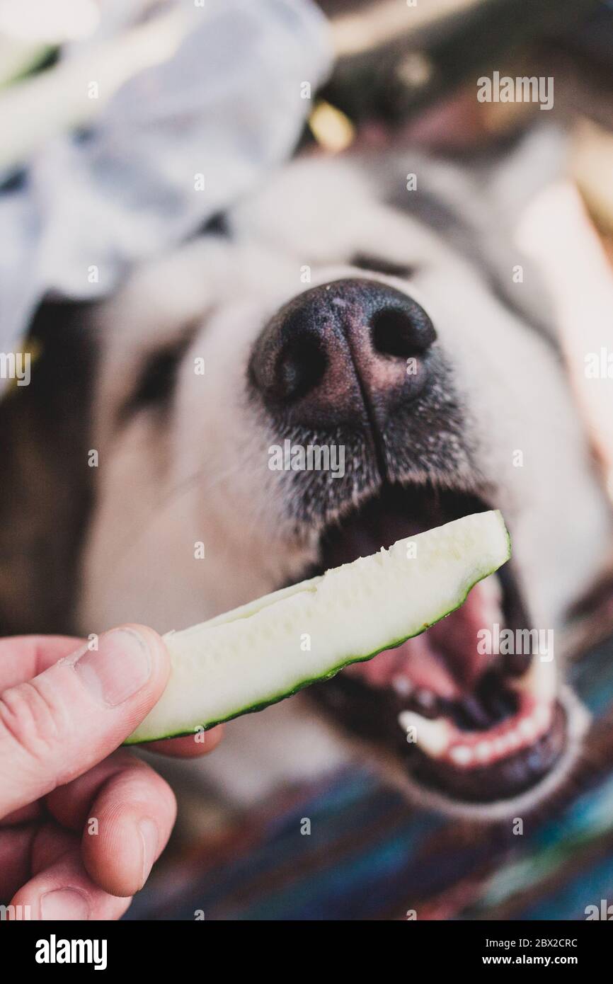 Tomate mit nase woher kommt das Fotos und Bildmaterial in hoher