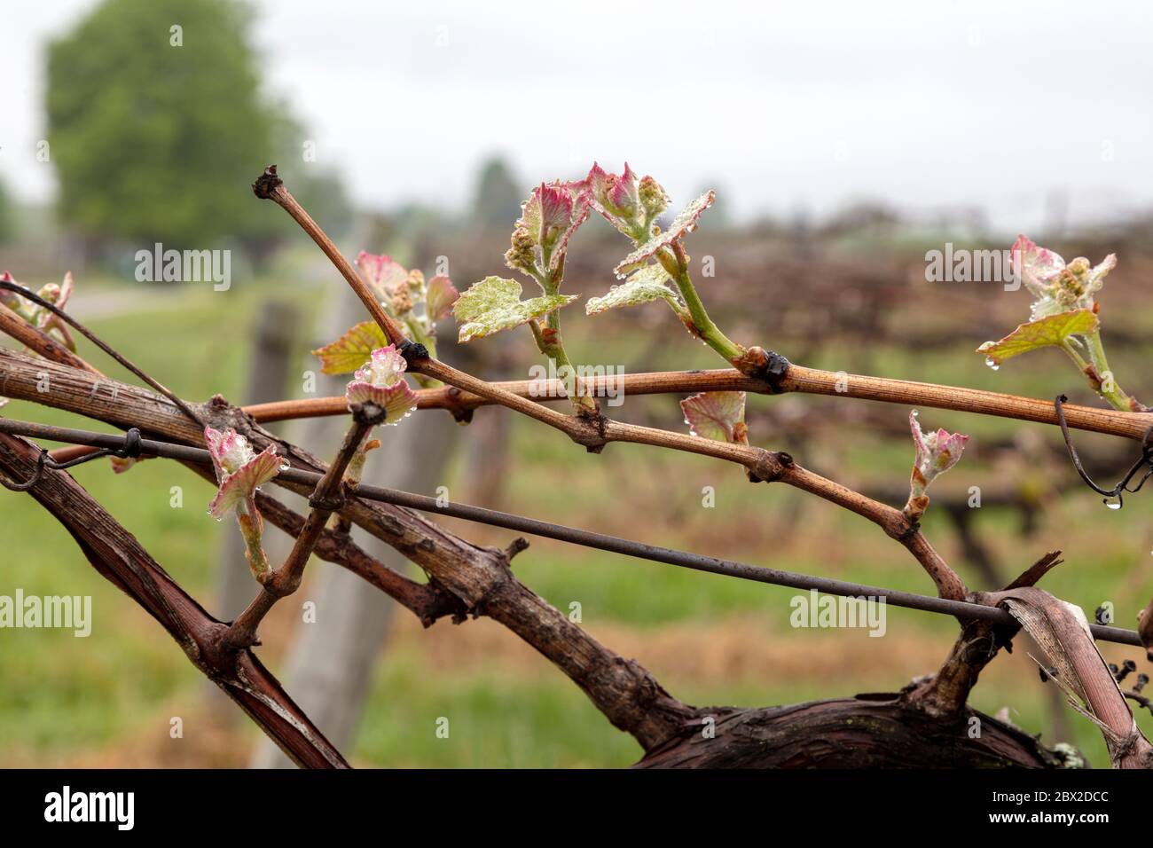 Weinberg mit neuem Wachstum an Reben, Spring, SW Michigan, USA, von James D Coppinger/Dembinsky Photo Assoc Stockfoto