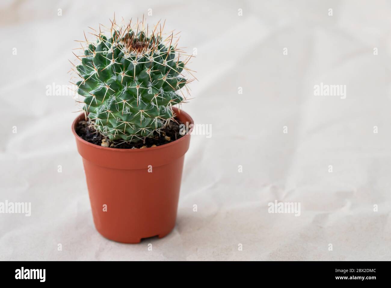 Kaktus im Blumentopf. Kleine Zimmerpflanze im Topf auf zerknittertem Papier Hintergrund. Platz für Text kopieren. Modell mit leerem Platz Stockfoto