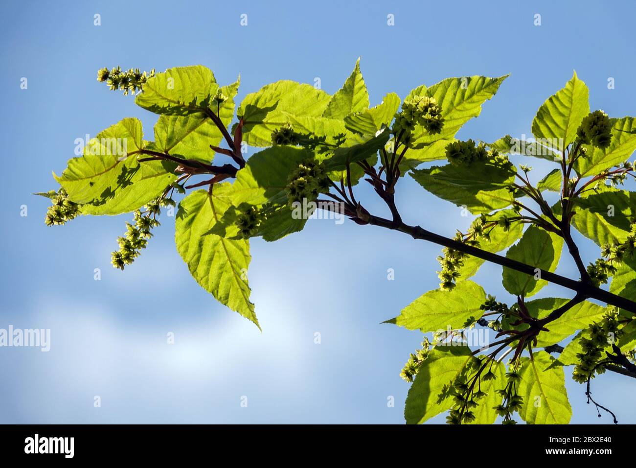 Acer pectinatum Taxiflorum lässt Sonnenlicht Stockfoto